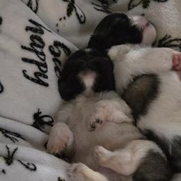 Pekingese from Sweet Pekes