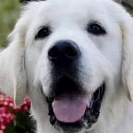 Golden Retrievers from White Sand Golden Retrievers