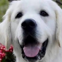 Golden Retrievers from White Sand Golden Retrievers
