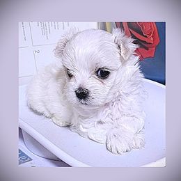Girl 1 - female Maltese puppy in Piscataway, New Jersey from Norma T.'s Maltese
