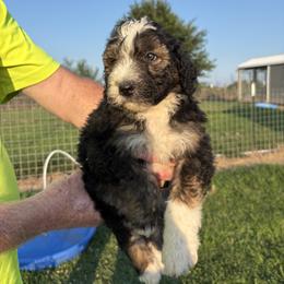 Navy bean - Blue - Black and white male Aussiedoodle puppy in Eolia, Missouri from Barefoot Kennel