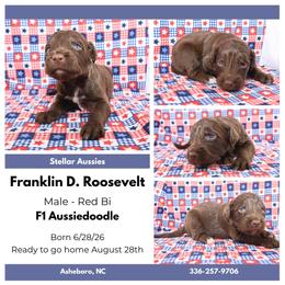 Franklin D. Roosevelt - Red male Aussiedoodle puppy in Asheboro, North Carolina from Stellar Aussies
