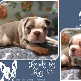 Boston Terrier Puppies from Lola & Milo's Pups-Boston Terrier -CKC