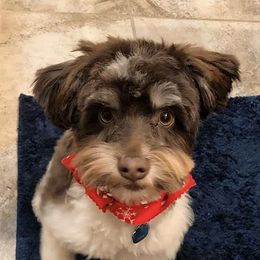 Miniature Schnauzers from Scenic Schnauzers