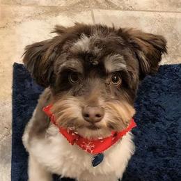 Miniature Schnauzers from Scenic Schnauzers