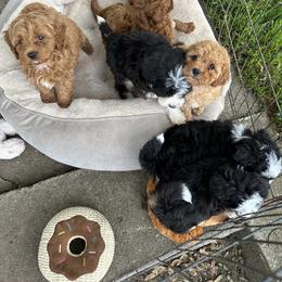 Cavapoo Puppies from Buttercup Doodles