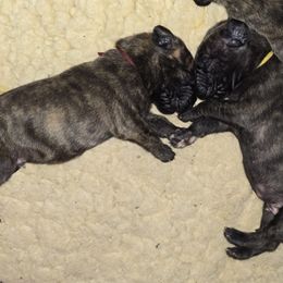 Doberman Pinscher and Great Dane Puppies from Draggin Dobermans & Great Danes