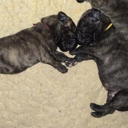 Doberman Pinscher and Great Dane Puppies from Draggin Dobermans & Great Danes