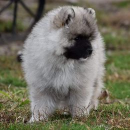 Keeshond Puppies from Anna Boehringer