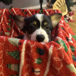 Monkey, pink collar - Black and tan male Pembroke Welsh Corgi puppy in Gresham, Oregon from Simply loved corgis