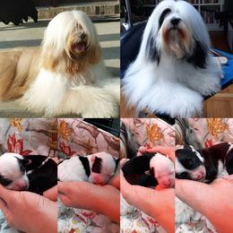 "Handsome Dad Phin, & Mama Mia with her 4 puppies born on April 22nd 2021. One boy, and three girls." Tibetan Terrier Puppies from Windamere Tibetan Terriers