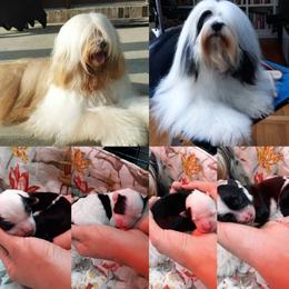 "Handsome Dad Phin, & Mama Mia with her 4 puppies born on April 22nd 2021. One boy, and three girls." Tibetan Terrier Puppies from Windamere Tibetan Terriers