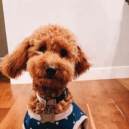Goldendoodle Puppies from SurreyDoodles