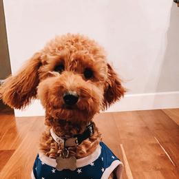 Goldendoodle Puppies from SurreyDoodles