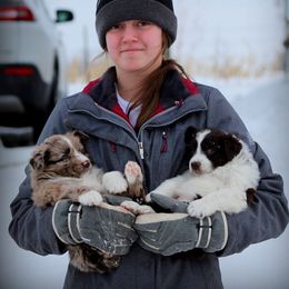 Australian Shepherds from Jackson Family Aussies
