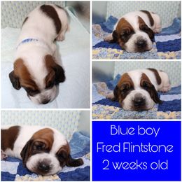 Boy 1 - Basset Hound puppy in Texas from Basset Hounds of Jacksboro, Tx