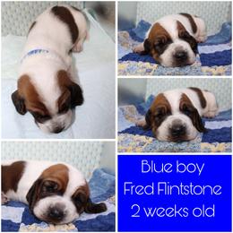 Boy 1 - Basset Hound puppy in Texas from Basset Hounds of Jacksboro, Tx