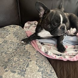 Oreo - French Bulldog