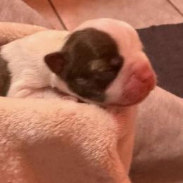 Noel - Red female Boston Terrier puppy in Kingsport, Tennessee from Dreamweaver Bostons