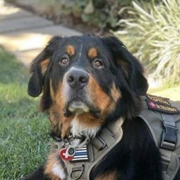 Bernese Mountain Dogs from Z&H Berners