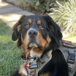Bernese Mountain Dogs from Z&H Berners