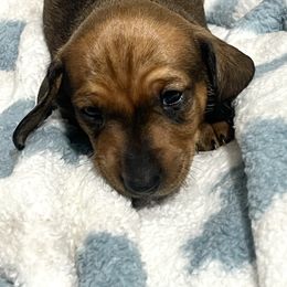 Dachshund Puppies from Dachshund world