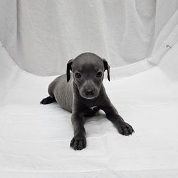 Pax - Blue male Italian Greyhound puppy in Newalla, Oklahoma from Heartland Iggys