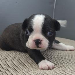 Mystic - Seal brindle and white female Boston Terrier puppy in Youngstown, Pennsylvania from Kingston Boston Terriers