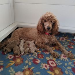 Aussiedoodle, Cavapoo, and Poodle Puppies from Robin's Nest Farm