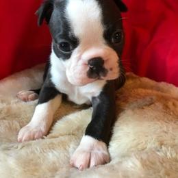 Boston Terrier Puppies from Sunwood Boston Terriers