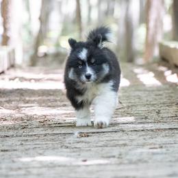 Pomsky Puppies from New World Pomskies