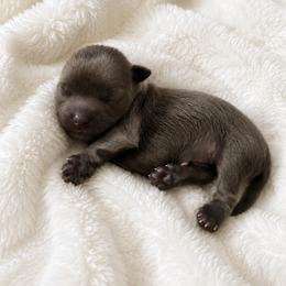 Slater - Blue male Shih Tzu puppy in Tallahassee, Florida from Bows and Bow Ties