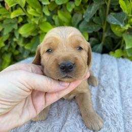 Light Blue Boy - Golden male Golden Retriever puppy in Salt Lake City, Utah from Deseret Peak Goldens