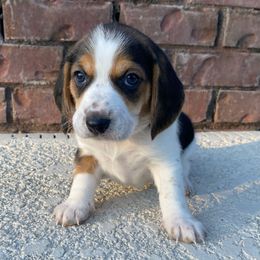 Boy 1 (Blue) - Black and white male Beagle puppy in Crestview, Florida from Alicia's Beagles