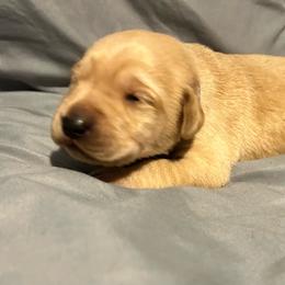 1st pick - Yellow male Labrador Retriever puppy in Four Oaks, North Carolina from TLC Retrievers