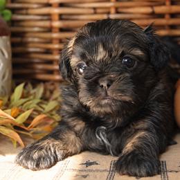 Fifi - Brown female Shichon puppy in Pennsylvania from Manor Hills Shih Tzus