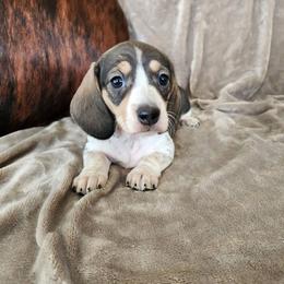 Becky - Piebald female Dachshund puppy in Lindsay, California from Lewis Creek Dachshunds