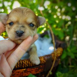 Companion Cross, Havanese, Mal-Shi, Maltese, Maltipoo, Morkie, and Shih Tzu Puppies from Seeking Shalom Acres Maltese, Maltipoos & Havamalts