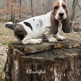 Rudolph - Black white and brown male Basset Hound puppy in Dingess, West Virginia from Tuckers' Howling Hounds