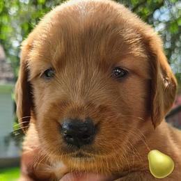 Pear from our 'Fruits of Summer litter' - Dark golden female Golden Retriever puppy in Fisher, Illinois from Aslan's Pride of Fidei Family Farms