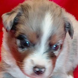 Ariel - Blue merle female Miniature American Shepherd puppy in San Benito, Texas from Vaquera's Miniature American Shepherds