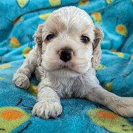 Pink Collar Girl - Cocker Spaniel puppy from Samuel's Cocker Spaniels