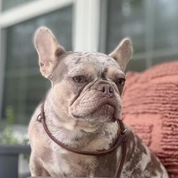Cocoa - French Bulldog