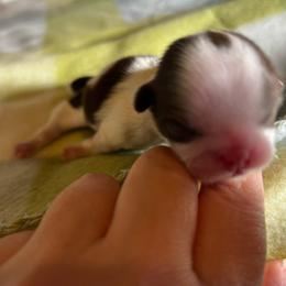 Mercy - Liver female Shih Tzu puppy in Kempner, Texas from Shih Tzu Reign