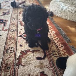 Cavapoo, Cockapoo, Maltipoo, and Poodle Puppies from Heavenly Puppies to Love