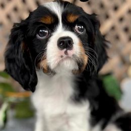 Cavalier King Charles Spaniels from Thundermist Cavaliers