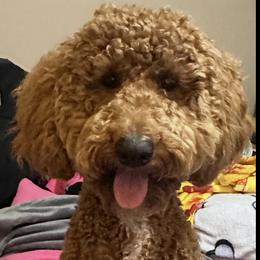 Labradoodle All Grown Up from BabySweet Labradoodles