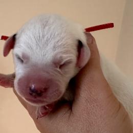 Boy 3 (Ruby Boy) - Dalmatian puppy from Spot On Dalmatians