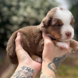 Ash - Red tri-color male Miniature American Shepherd puppy in Phoenix, Arizona from Outlaw Minis