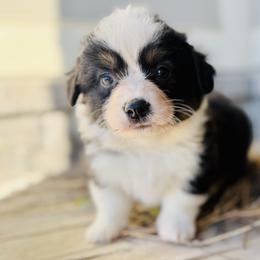 Biscuit-Blue collar tri boy - Black and tan male American Corgi puppy in Benjamin, Utah from Nuna’s  Corgis